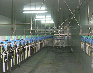 屠宰凍庫(kù)造價(jià)標(biāo)準(zhǔn)是多少錢一平方？