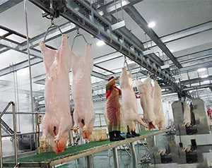 屠宰場(chǎng)生產(chǎn)冷庫(kù)預(yù)冷間溫度要求是多少？